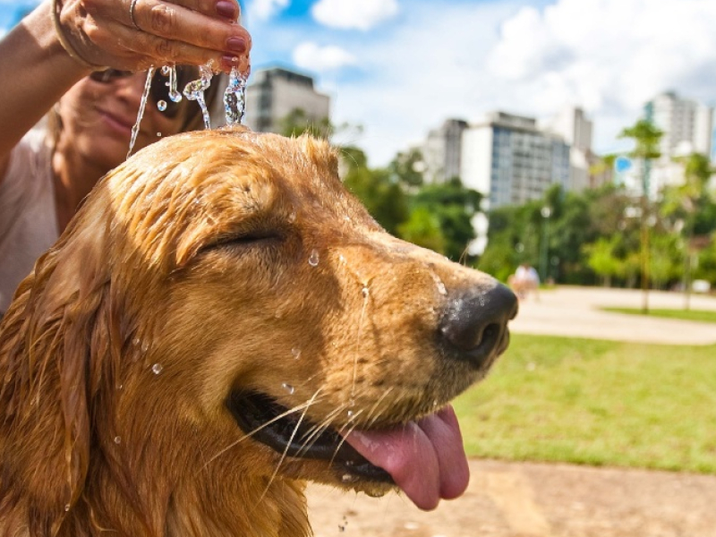 Cuidados Essenciais para Seu Pet no Verão